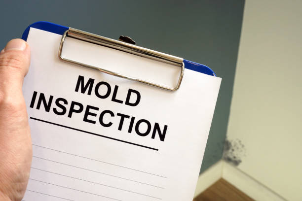 Mold Removal for HVAC Installations